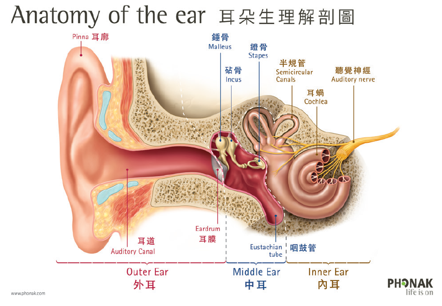耳鼻喉科醫生專訪：點解耳仔「塞塞地」？為你解開傳導性聽障之謎1.png